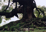 東谷　浩　「巨木」