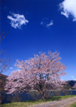 山中　研一　「余呉の桜」