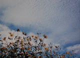 秋の雲（II）