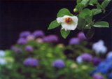 松本　栄治　「沙羅双樹の花」