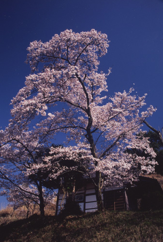 岸田　正雄　里山の桜