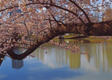 川辺に咲く桜