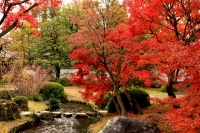 岸田　一彦　「秋の庭園」