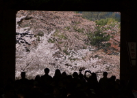 松本　栄治　「桜景色」