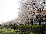 北側道路の桜並木