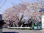 集会所前の桜