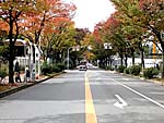 藤田川交差点からけやき通りを見る