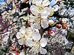 七分咲きの白梅