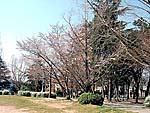 松塚公園の桜