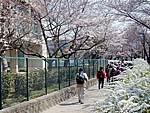 長宝寺小学校の桜