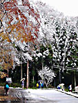 紅葉にも雪が
