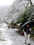 傘に雪が