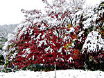 紅葉も雪の中