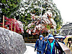 赤山禅院へ向かう途中の紅葉
