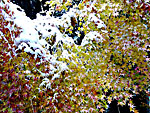 赤山禅院付近の紅葉