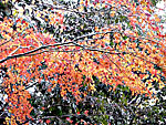 赤山禅院付近の紅葉