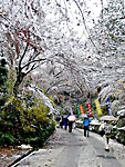 赤山禅院への参道