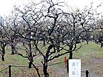 八重の白梅「香篆」