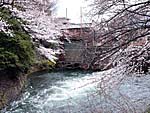 夷川発電所付近の桜