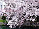 琵琶湖疎水・美術館横の桜