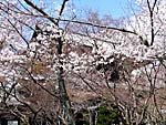 桜に霞む南禅寺三門