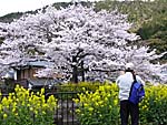 桜の大樹と菜の花
