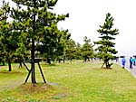 名勝松並木