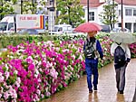 菜の花と桜の競演