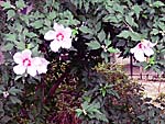 むくげ（無窮花）の花