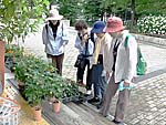 緑の即売場で花を観賞
