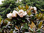 「タイサンボク」の花