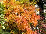 天龍寺境内の紅葉