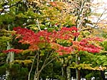 天龍寺境内の紅葉