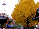 大銀杏
