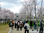 さくら広場