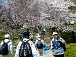 桜トンネル坂