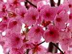 ヨウコウ桜