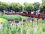 改装された花菖蒲園