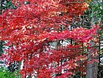 赤山襌院近くの紅葉