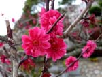 中山寺の紅梅