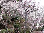中山寺の白梅