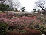 中山寺梅林の中央