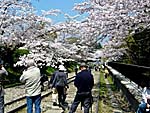 インクライン軌道跡の桜