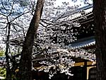 南禅寺三門の桜