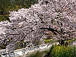 桜と菜の花の饗宴