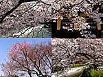 満開の櫻・桜・さくら・サクラ