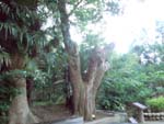 樹齢100年の古木アカメヤナギ