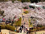 摂津峡公園「桜広場」の満開の桜