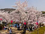 桜広場の至る所で宴会(家族連れも多い)