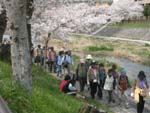「芥川桜堤公園」付近の遊歩道